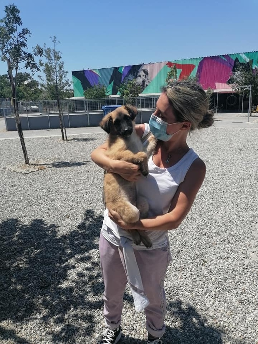 «Δεν θέλω χρήματα, βοηθήστε τα αδέσποτα»: Το συγκινητικό έργο ζωής του Μίμη Δομάζου