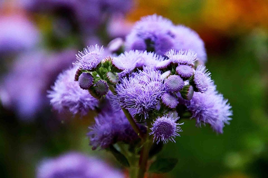 Τα αντικουνουπικά της φύσης: 10 φυτά για τον κήπο ή το μπαλκόνι σας, που διώχνουν τα κουνούπια το καλοκαίρι