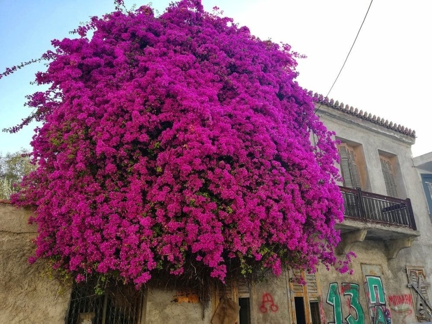 Είναι άκρως επικίνδυνο: Το φυτό που έχουμε όλοι στο σπίτι μας και προκαλεί προβλήματα στην καρδιά