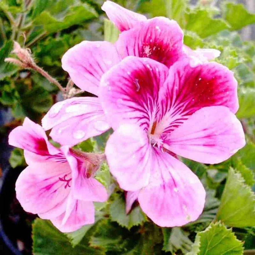 Τα αντικουνουπικά της φύσης: 10 φυτά για τον κήπο ή το μπαλκόνι σας, που διώχνουν τα κουνούπια το καλοκαίρι