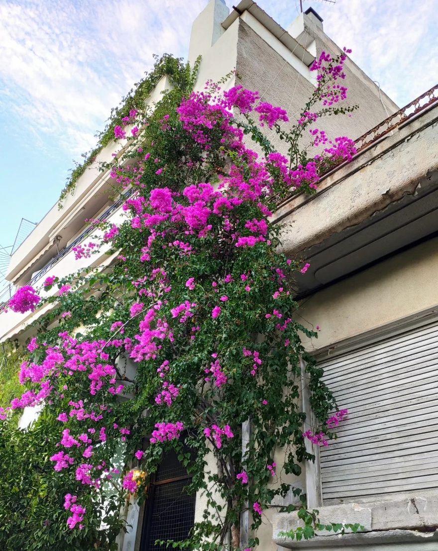 Είναι άκρως επικίνδυνο: Το φυτό που έχουμε όλοι στο σπίτι μας και προκαλεί προβλήματα στην καρδιά