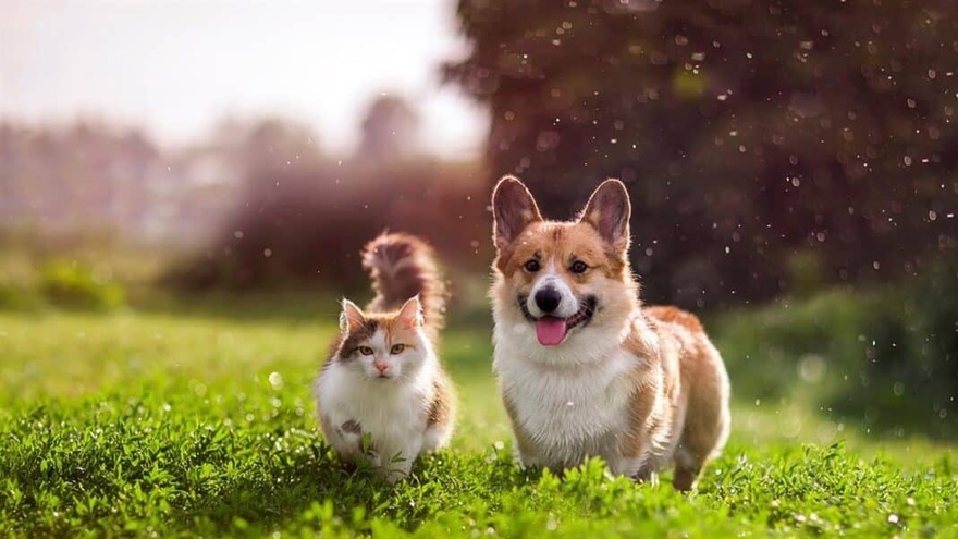 Σας βλέπουν από ψηλά: 10 σημάδια ότι οι ψυχές των νεκρών που αγαπάτε είναι πάντα κοντά σας