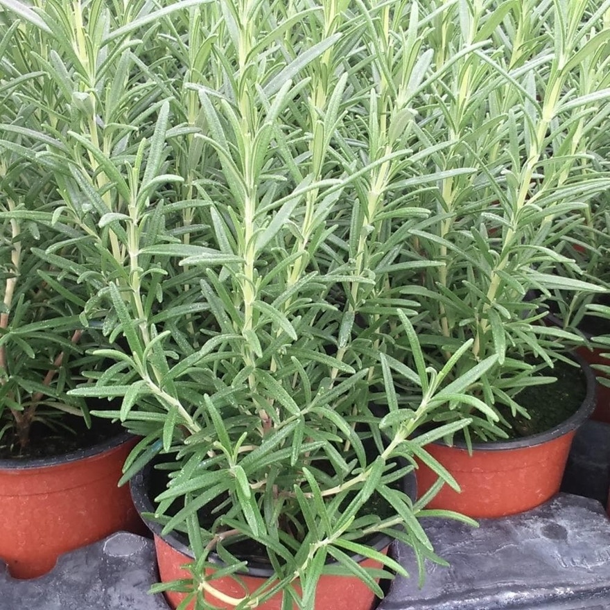 Τα αντικουνουπικά της φύσης: 10 φυτά για τον κήπο ή το μπαλκόνι σας, που διώχνουν τα κουνούπια το καλοκαίρι