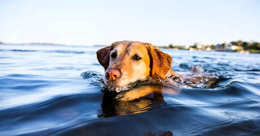 Το Λιμενικό διέσωσε σκύλο που βρέθηκε στη θάλασσα ανοιχτά από το Κατάκολο