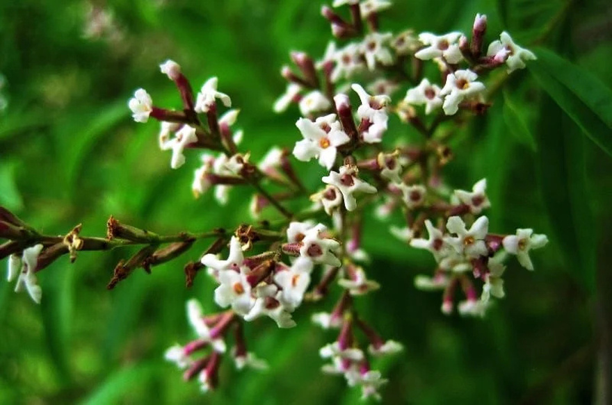 Τα αντικουνουπικά της φύσης: 10 φυτά για τον κήπο ή το μπαλκόνι σας, που διώχνουν τα κουνούπια το καλοκαίρι