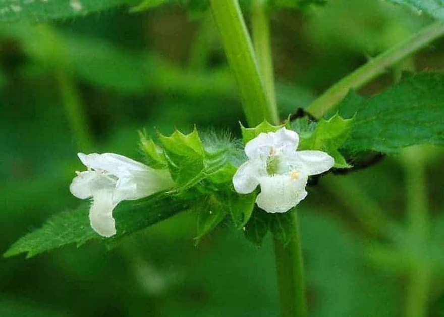 Τα αντικουνουπικά της φύσης: 10 φυτά για τον κήπο ή το μπαλκόνι σας, που διώχνουν τα κουνούπια το καλοκαίρι