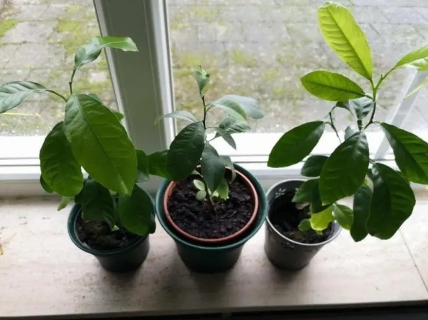 Όταν στύβετε λεμόνια, μην κάνετε το λάθος να πετάξετε τα κουκούτσια: Αξίζουν το βάρος τους σε xpuσάφı όταν χρησιμοποιούνται με Auτov τον τρόπο