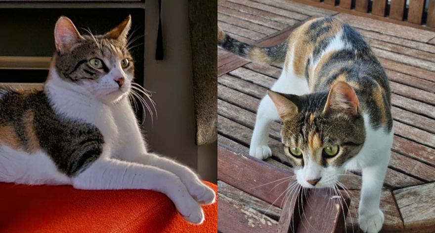 Βοηθήστε να βρεθεί η Μπούκι!