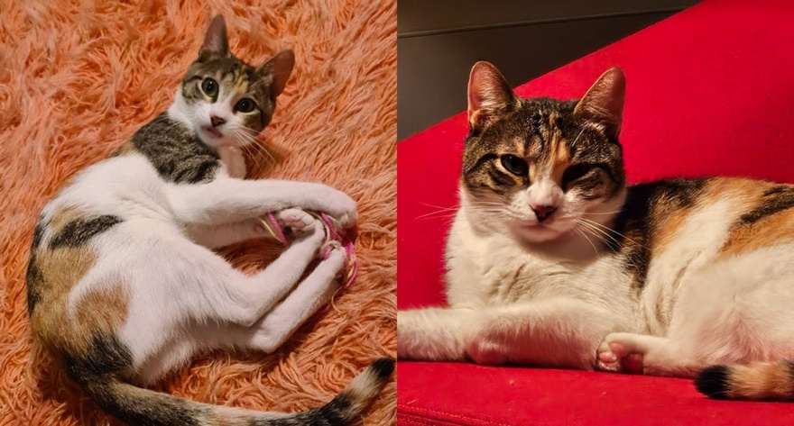 Βοηθήστε να βρεθεί η Μπούκι!