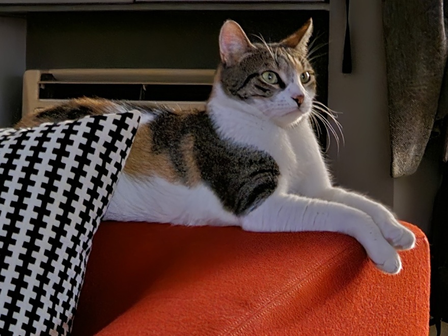 Βοηθήστε να βρεθεί η Μπούκι!