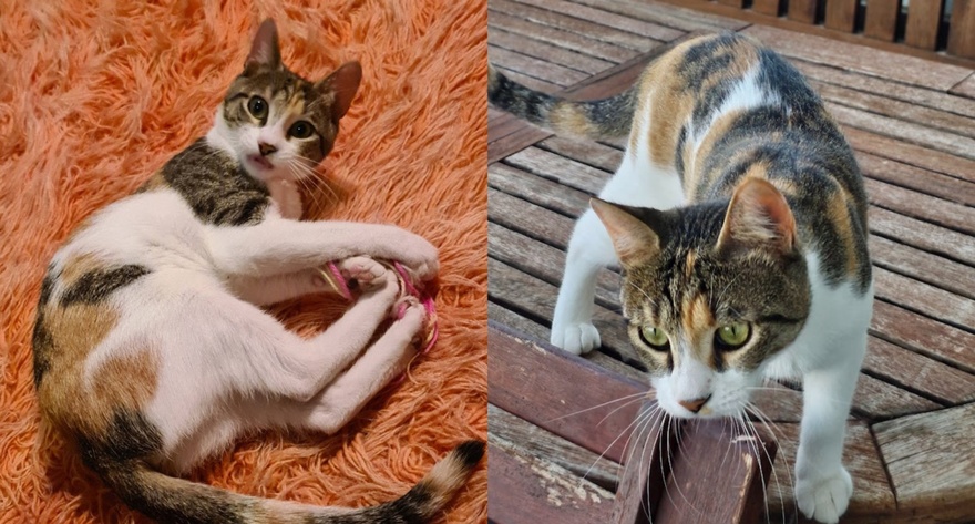 Βοηθήστε να βρεθεί η Μπούκι!