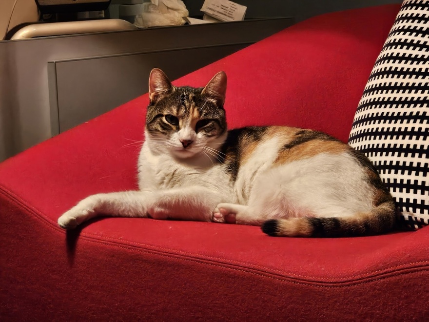 Βοηθήστε να βρεθεί η Μπούκι!