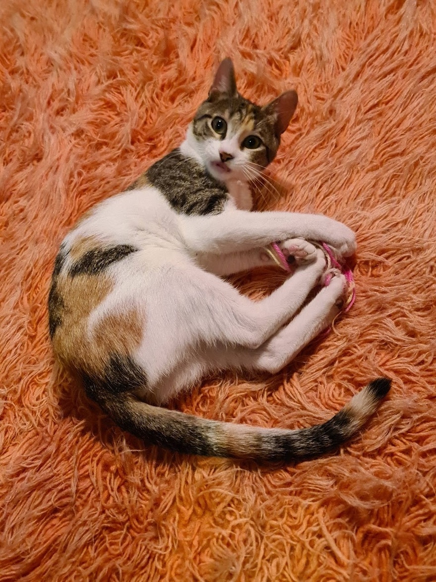 Βοηθήστε να βρεθεί η Μπούκι!