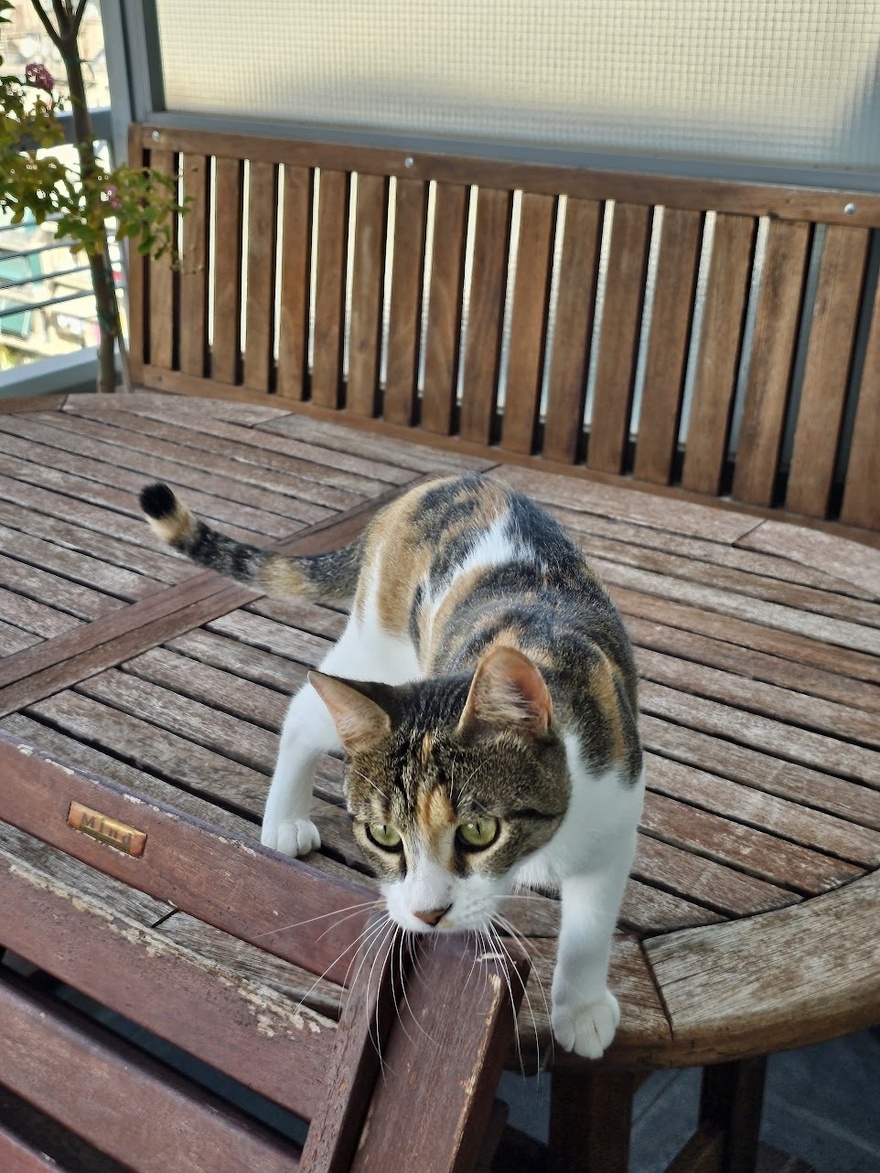 Βοηθήστε να βρεθεί η Μπούκι!