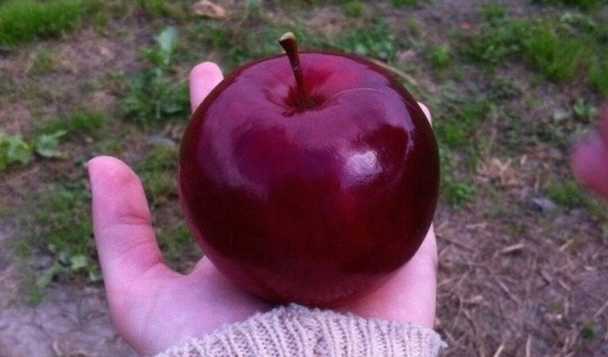 Οι γιατροί αποκαλύπτουν ότι η κατανάλωση μήλων προκαλεί…