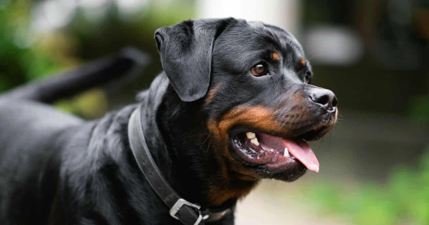 Καλαμάτα: Μόλις μαθεύτnκε τι έκανε ο 76xpovoς στο στο ροτβάιλερ