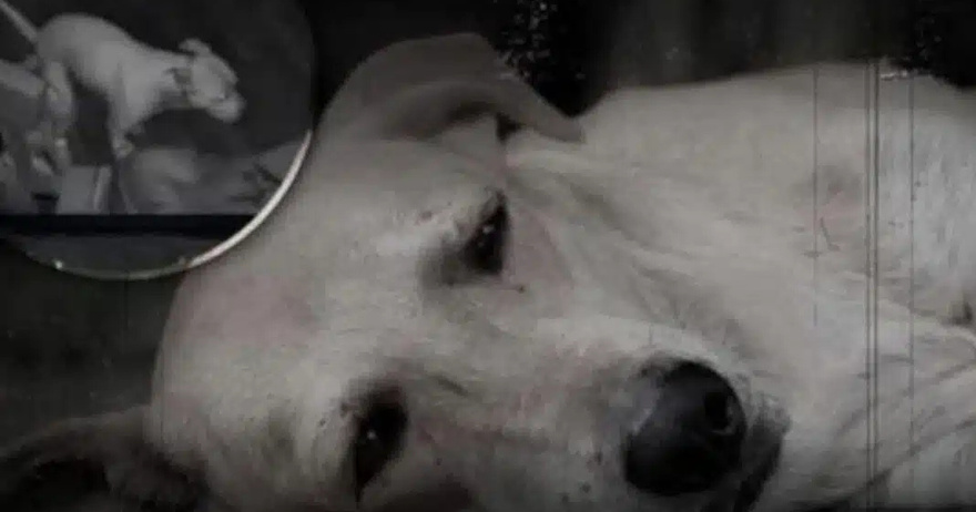 Αυτό που κάνει ένας σκύλος πριν πεθάνει θα σου ραγίσει την καρδιά