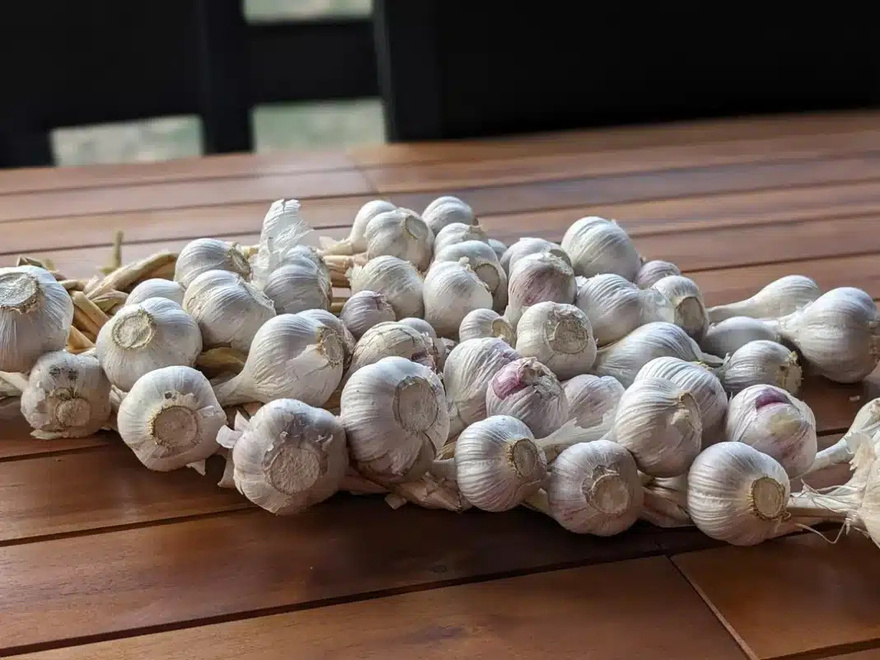 Ακόμα κι αν σας τα δώσουν δωρεάν, μην τα πάρετε αυτά τα σκόρδα