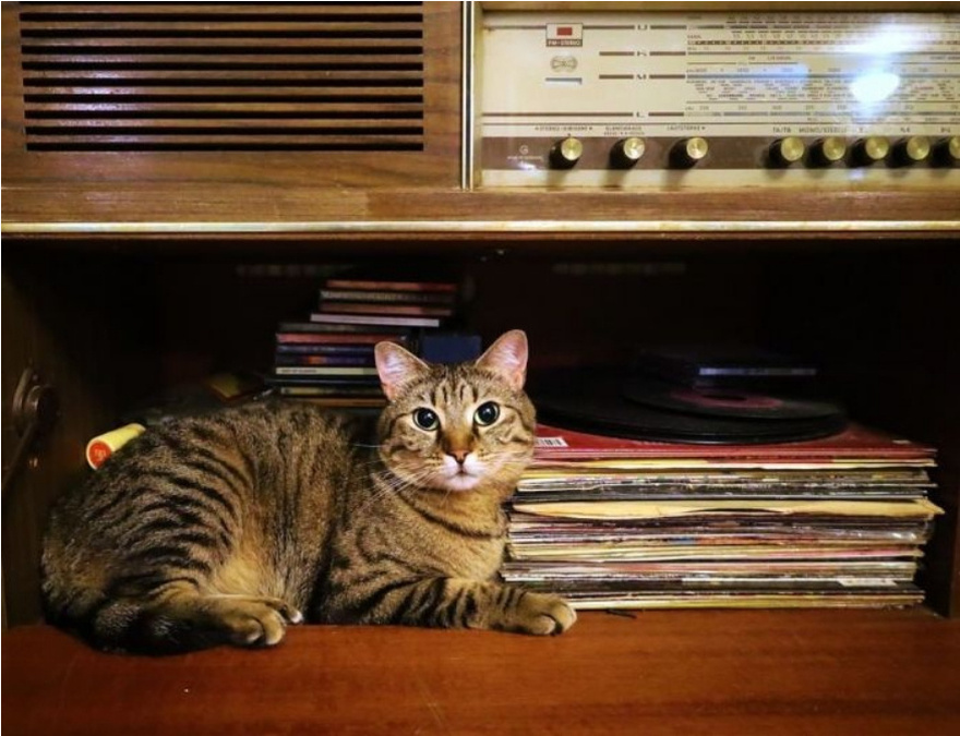 Απλό, ζεστό και και χωρίς πολυτελή έπιπλα: Αυτό είναι το σπίτι της οικογένειας Σκιαδαρέση- Θα μπορούσε να είναι το σπίτι όλων μας