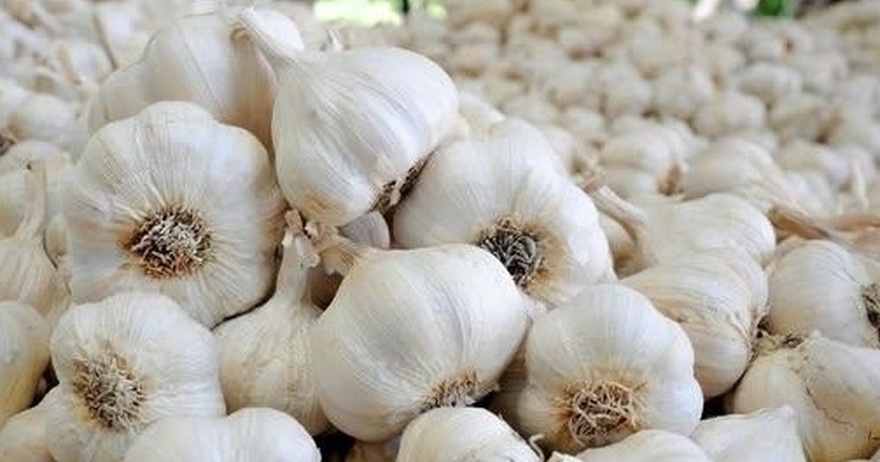 Σκόρδο: Το Φυσικό Αντιβιοτικό για την Καταπολέμηση Βακτηρίων και Λοιμώξεων