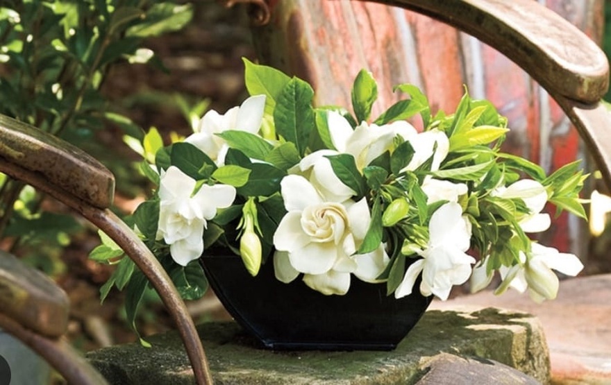 11 από τα καλύτερα αρωματικά φυτά που  θα κάνουν το σπίτι σας να μυρίζει υπέροχα