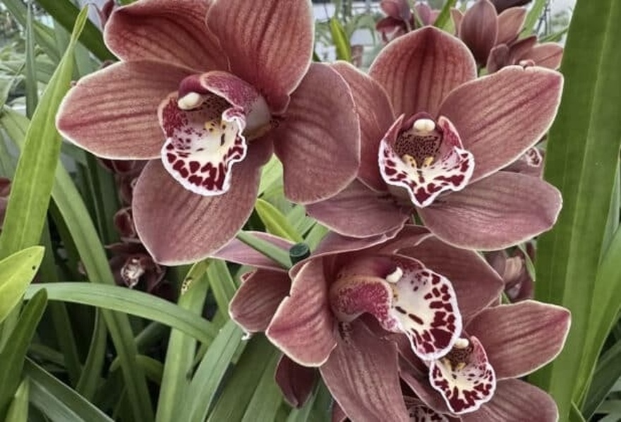 11 από τα καλύτερα αρωματικά φυτά που  θα κάνουν το σπίτι σας να μυρίζει υπέροχα