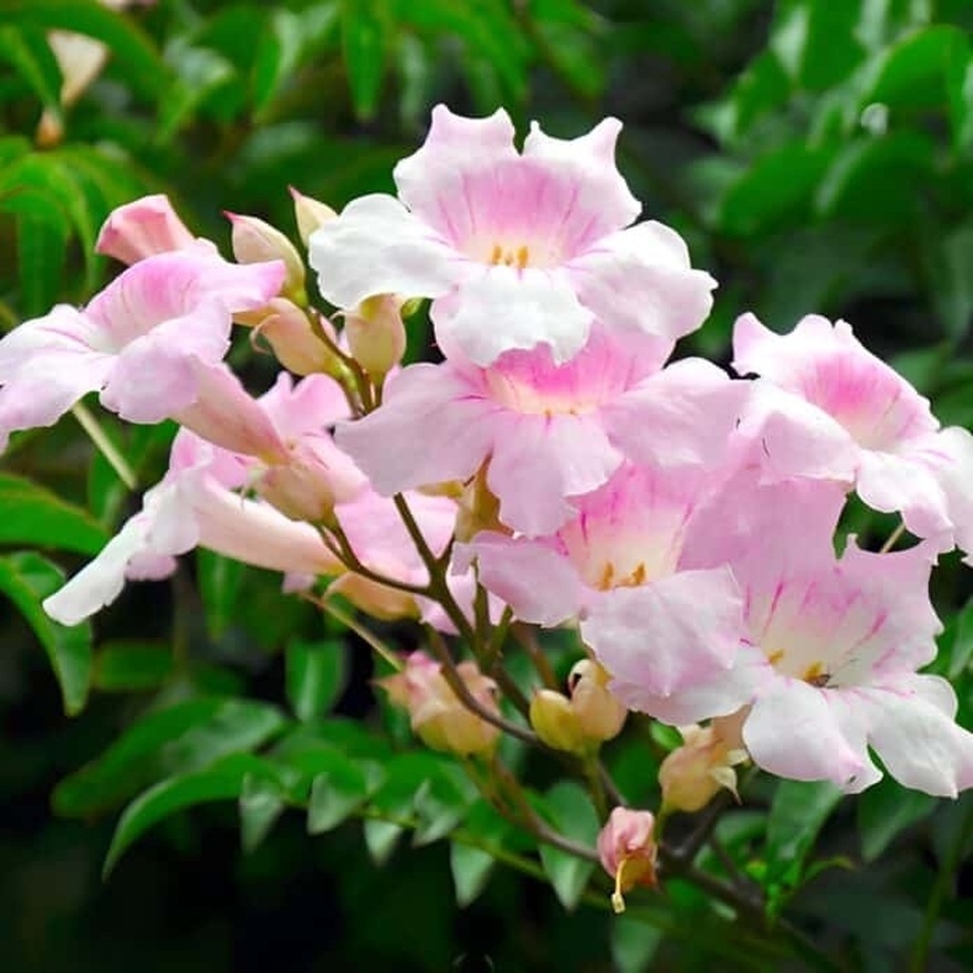 11 από τα καλύτερα αρωματικά φυτά που  θα κάνουν το σπίτι σας να μυρίζει υπέροχα