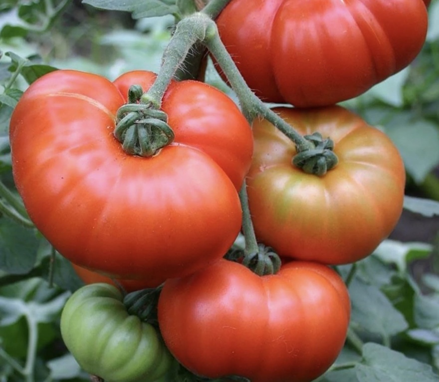 Πως να ξεχωρίστε τις φυσικά ώριμες ντομάτες από τις χημικά επεξεργασμένες