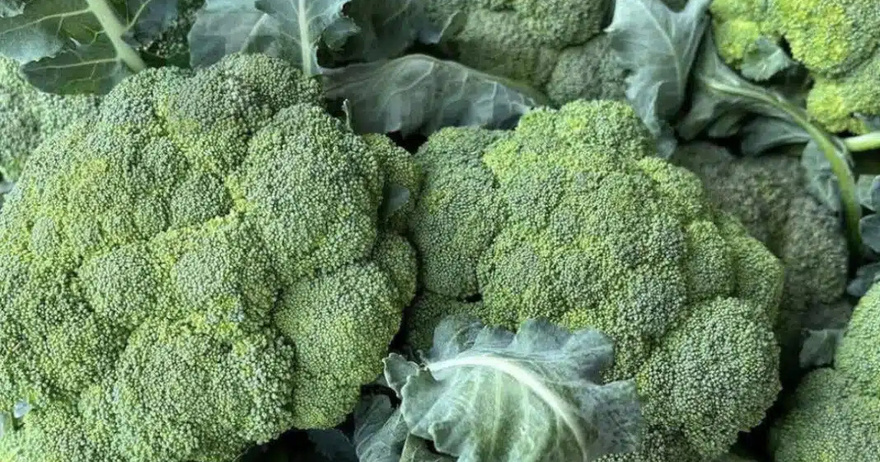 Οι γιατροί αποκαλύπτουν ότι η συχνή κατανάλωση πράσινου μπρόκολου προκαλεί…