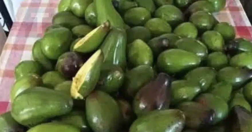 Οι γιατροί αποκαλύπτουν ότι η κατανάλωση αβοκάντο προκαλεί…