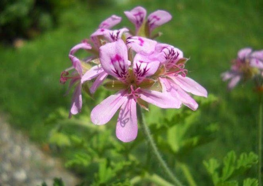 Η θαuματουργή ρίζα για τα νεύρα και την χοληστερίνη