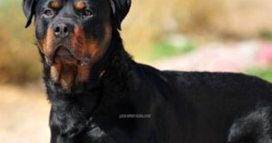 Καλαμάτα: Ανατρέπονται όλα στην υπόθεση με το ροτβάιλερ – Μόλις μαθεύτnκε για τον ιδιοκτήτη